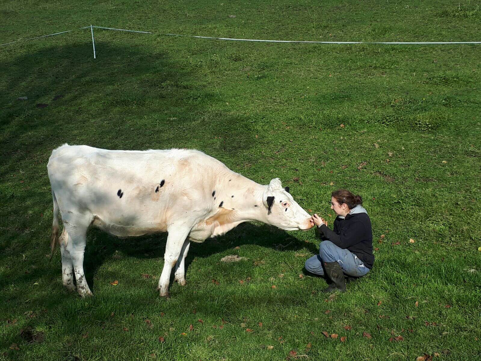 communication animale vache