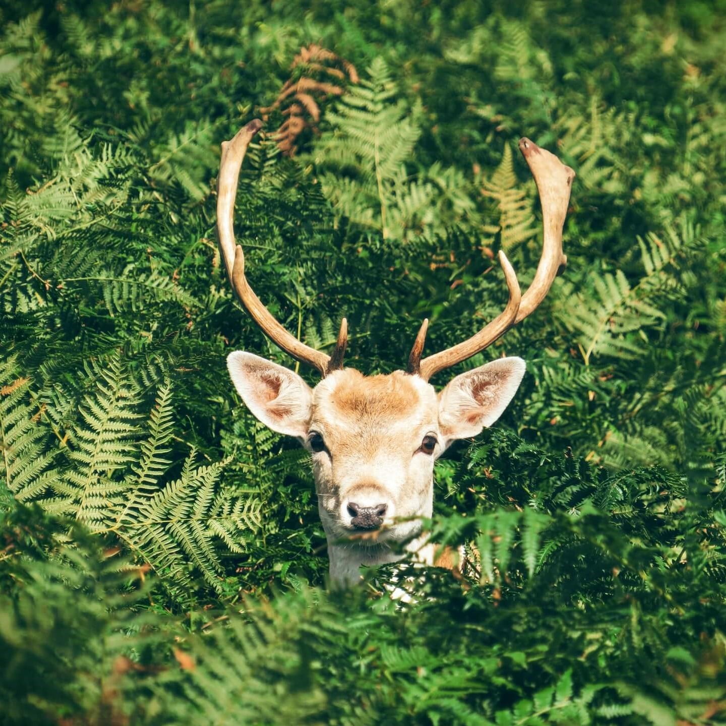 communication animale sauvage nature forêt