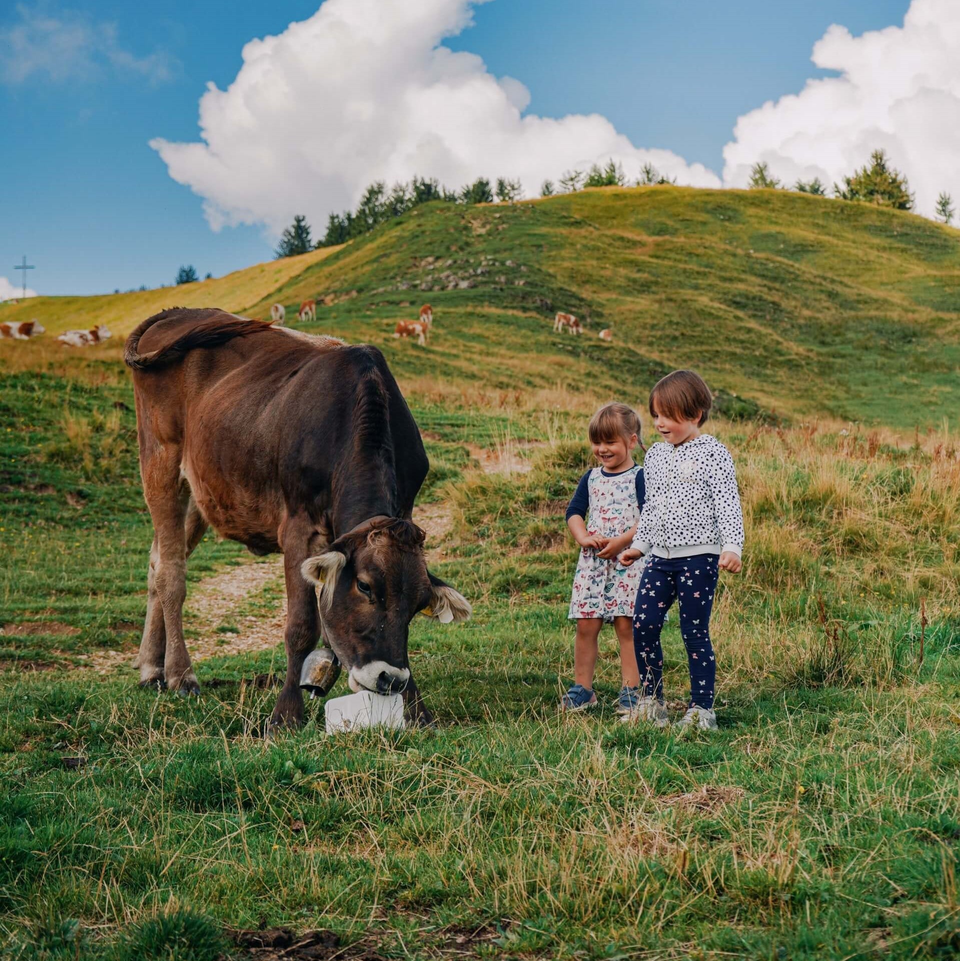 communication animale enfant vache animal domestique